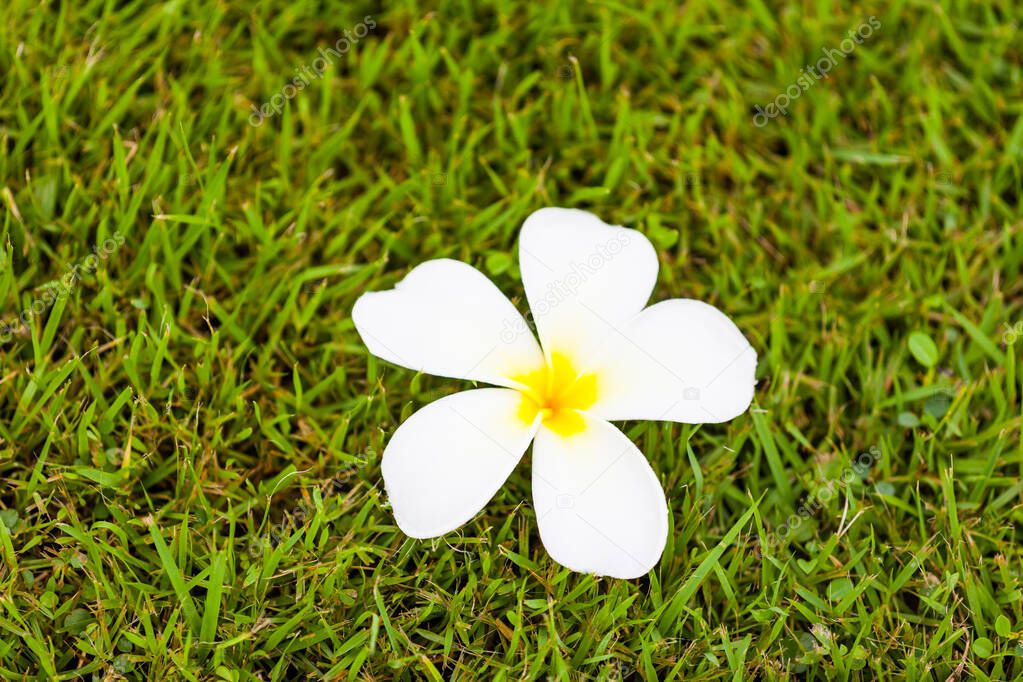 Frangipani Flower or Plumeria on grass ,Nature