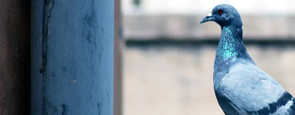 Duvarda oturan güvercin portresi