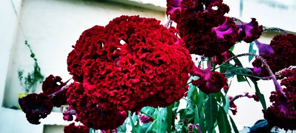 Ev Bahçesinde Kırmızı Çiçek