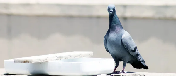 Susamış Gri Kızılderili Güvercini Tencere kenarında İçme Suyu