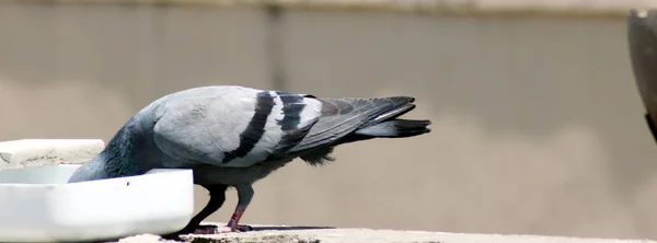 Susamış Gri Kızılderili Güvercini Tencere kenarında İçme Suyu