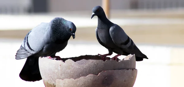 Çekici güvercin su içmek için tencereye ve gagaya oturuyor.