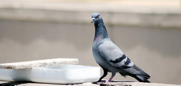 Thirsty Gray indian Pigeon Near a Pot Drinking water — 스톡 사진