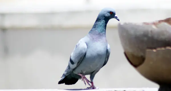 Porträt der grauen Taube guckt in Topf für Trinkwasser — Stockfoto