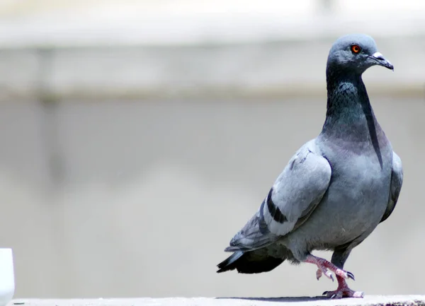 Retrato de paloma gris hasta el cuello y corriendo con fondo borroso — Foto de Stock