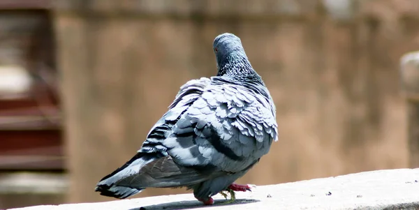 Arka planı bulanık güvercin görünümünün portresi