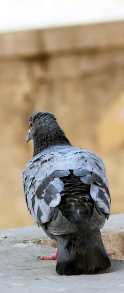 Retrato da visão traseira do pombo com fundo do borrão — Fotografia de Stock