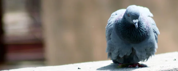 Retrato de pombo situado na parede e relaxante com fundo desfocado — Fotografia de Stock