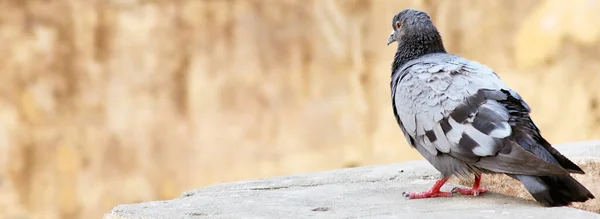 Arka planı bulanık duvarda rahatlayan tek bir güvercin portresi