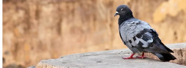 Arka planı bulanık duvarda rahatlayan tek bir güvercin portresi
