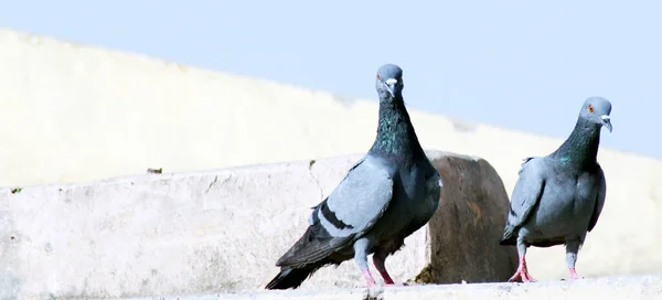 Single Pigeon Sitting Roof Wall Watching Front Side — 스톡 사진