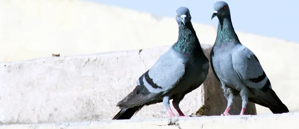 Pigeon Couple Beak and breeding on top roof with blur background — Stock Photo, Image