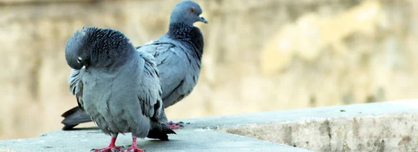Arka planı bulanık duvarda oturan güvercin çifti