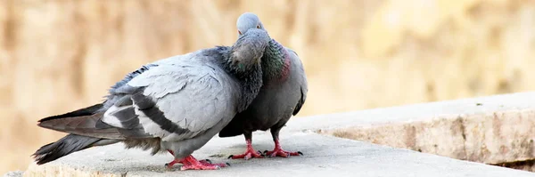 Pombo casal sentado na parede e beijando reprodução com fundo desfocado — Fotografia de Stock