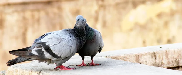 Pareja de palomas sentada en la pared y besando la cría con fondo borroso — Foto de Stock