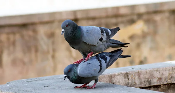 Duvarda güvercin çiftleşmesi bulanık bir arka plan.