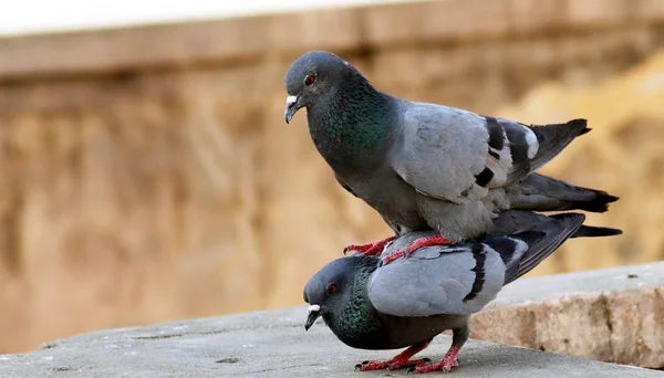 Duvarda güvercin çiftleşmesi bulanık bir arka plan.