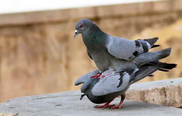 Pombo casal sentado na parede de reprodução com fundo desfocado — Fotografia de Stock