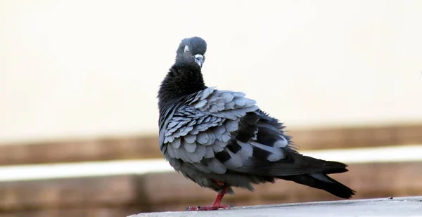 Single indian Pigeon watching backside Portrait with blur background — Stock Photo, Image