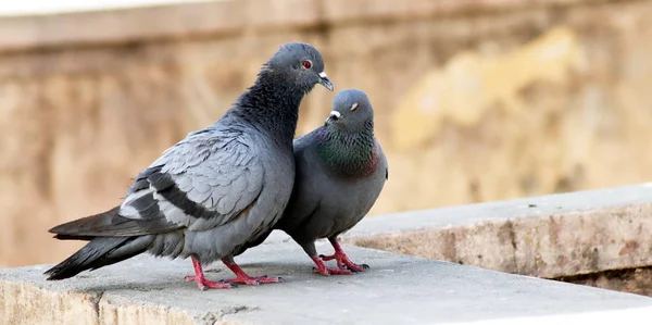 Pombo casal sentado na parede e beijando reprodução com fundo desfocado — Fotografia de Stock