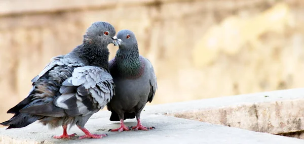 Güvercin çifti duvarda oturuyor ve öpüşüyorlar.