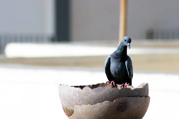 Bekar Güvercin, bulanık arkaplan ve içme suyu için tencereye oturuyor.