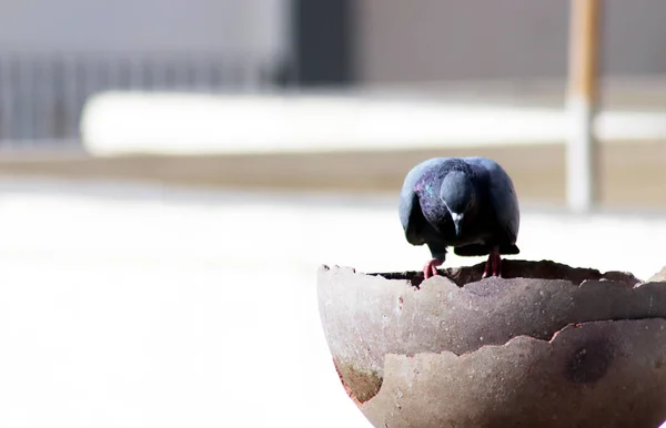 Einzelne Taube sitzt auf Topf für Trinkwasser mit unscharfem Hintergrund — Stockfoto