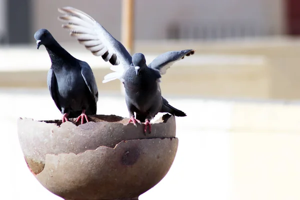 Grupo de pombos sedentos sentado em panela para beber água — Fotografia de Stock