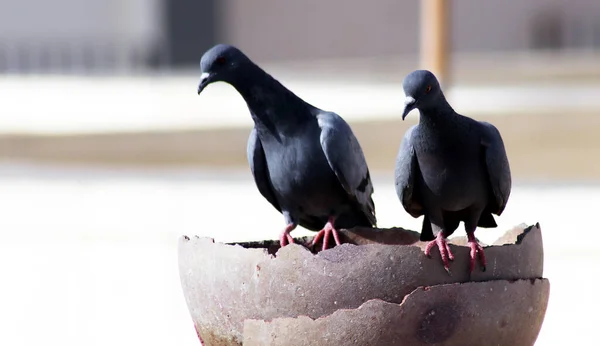 Grupo de pombos sedentos sentado em panela para beber água — Fotografia de Stock