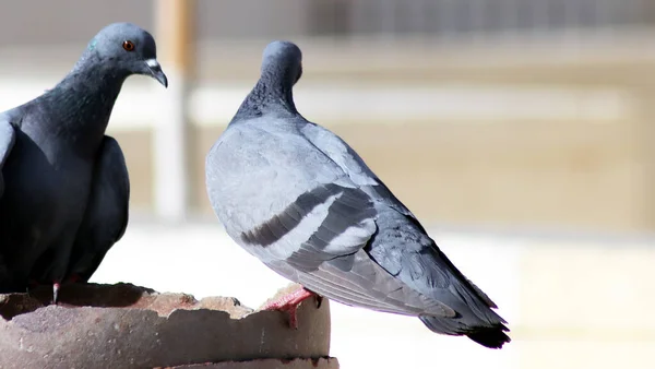 Susamış Güvercinler İçme Suyu İçin Tencerede Oturuyorlar