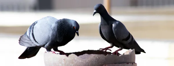 Susamış Güvercinler İçme Suyu İçin Tencerede Oturuyorlar