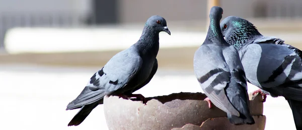 Susamış Güvercinler İçme Suyu İçin Tencerede Oturuyorlar