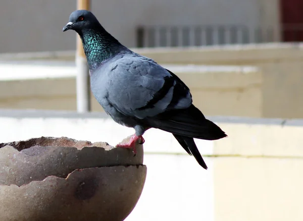 Único pombo sedento sentado em pote com fundo desfocado — Fotografia de Stock