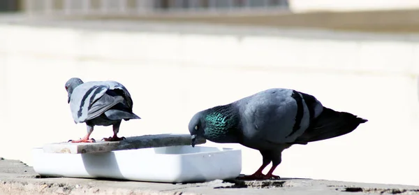 Susamış Güvercinler İçme Suyu İçin Tencerede Oturuyorlar