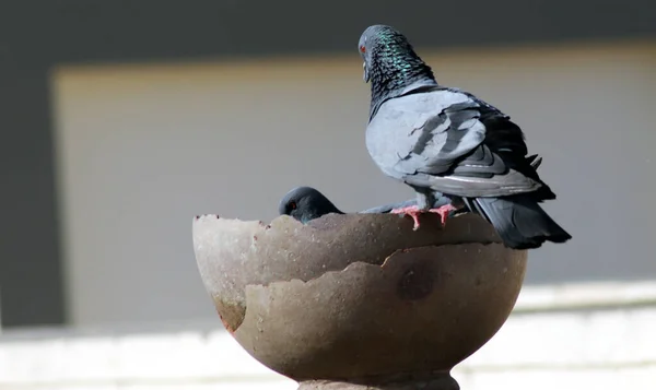 Tost Pigeons Група Сидячи На Pot Для Питна Вода — стокове фото