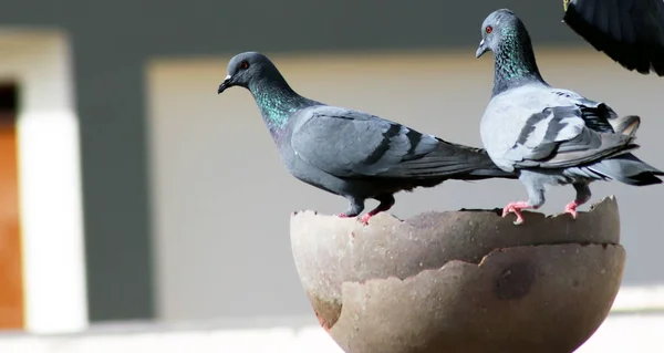 Группа жаждущих голубей сидит на горшке для питьевой воды — стоковое фото