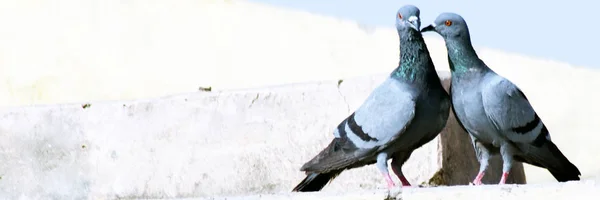 Güvercin Çifti Gagası ve arka planı bulanık çatıda üreme