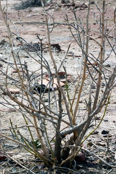 Çölde ölü bir ağaç