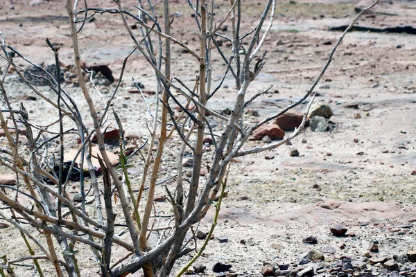 Çölde ölü bir ağaç