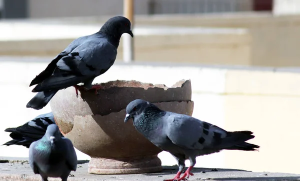 Grupo de pombos sedentos sentado em panela para beber água — Fotografia de Stock