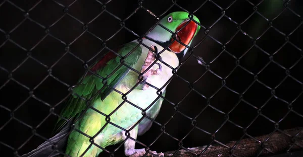 Kafesin arkasındaki yeşil papağan kuşu
