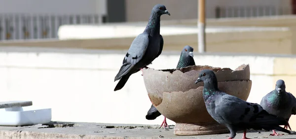 Grupo de pombos sedentos sentado em panela para beber água — Fotografia de Stock