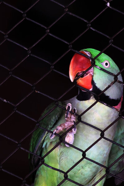 Зеленая птица попугая за клеткой
