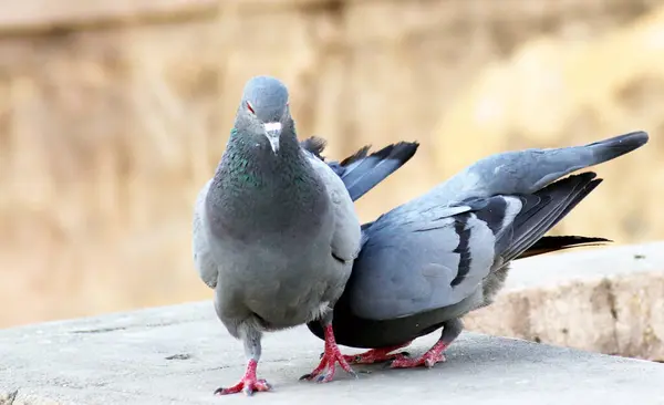 Pombo casal sentado na parede de reprodução com fundo desfocado Imagem De Stock