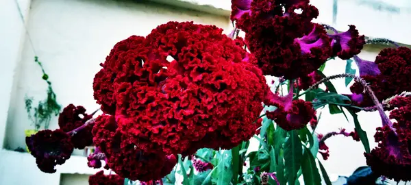 Ev Bahçesinde Kırmızı Çiçek