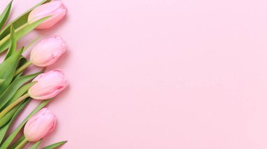 Pembe Lale pembe arka plan üzerinde. Düz yatıyordu, en iyi görünüm. Valenti