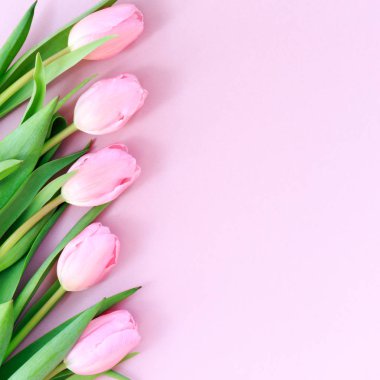 Pembe Lale pembe arka plan üzerinde. Düz yatıyordu, en iyi görünüm. Valenti