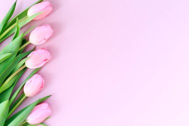 Pembe Lale pembe arka plan üzerinde. Düz yatıyordu, en iyi görünüm. Valenti