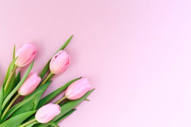 Pembe Lale pembe arka plan üzerinde. Düz yatıyordu, en iyi görünüm. Valenti