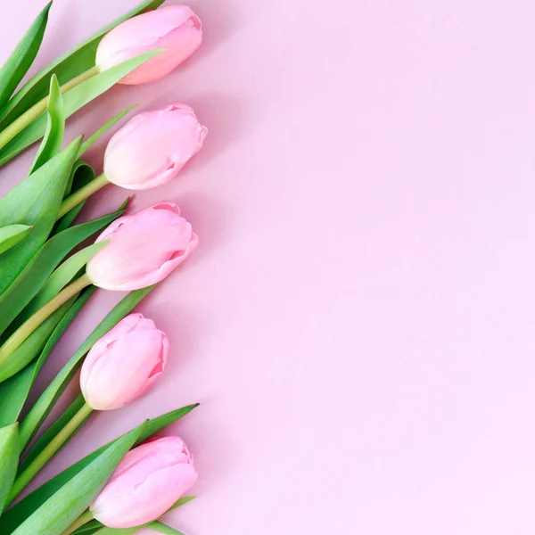 Rosa Tulpen auf dem rosa Hintergrund. flache Lage, Draufsicht. valenti — Stockfoto